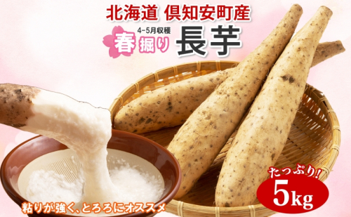 【 2026年 出荷 】 北海道 倶知安町産 長芋 2L×約6本 計5kg 春堀り 芋 ながいも とろろ 新鮮 フレッシュ 野菜 農作物 産直 山芋 麦とろ 山かけ おつまみ グリーンアースファーム 送料無料 北海道 倶知安町 新鮮野菜  1144509 - 北海道倶知安町