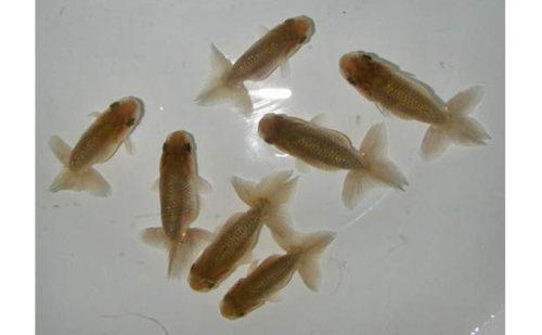 らんちゅう 青仔 7匹 生き物 金魚 稚魚 114515 - 静岡県森町