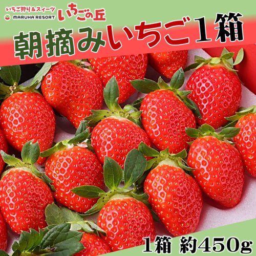 【2025年1月上旬発送開始】まるは食堂 マルハリゾート いちごの丘の『朝摘みいちご』1箱（1箱約450g）
※2025年1月上旬～3月下旬頃に順次発送予定
※北海道・沖縄・離島への配送不可
※着日指定不可 1146912 - 愛知県美浜町