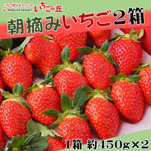 【2025年1月上旬発送開始】まるは食堂 マルハリゾート いちごの丘の『朝摘みいちご』2箱（1箱約450g）
※2025年1月上旬～3月下旬頃に順次発送予定
※北海道・沖縄・離島への配送不可
※着日指定不可 1146915 - 愛知県美浜町