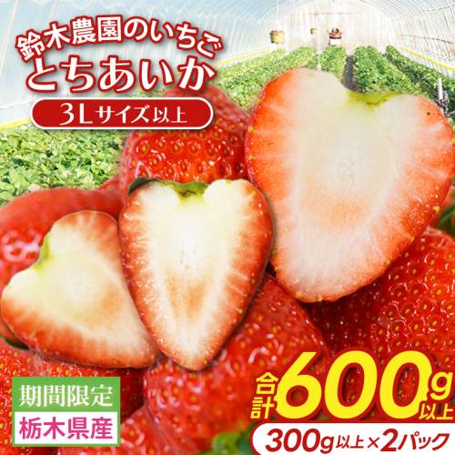 【3Lサイズ以上】いちご とちあいか 600g以上 (300g以上×2パック)｜栃木県 益子町 ふるさと納税 鈴木農園 3L 4L 5L 贈答用 食べ応え抜群 大きい 大きいサイズ いちご イチゴ 苺 果物 フルーツ とちあいか 人気 600g以上 1パックあたり5粒～12粒入り 合計10～24粒入り（DJ002） 1147795 - 栃木県益子町