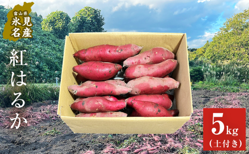 【先行予約】＜紅はるか＞富山県産 さつまいも 5kg 【2026年12月以降順次発送】 富山県 氷見市 サツマイモ 自然豊か しっとり ねっとり 1148116 - 富山県氷見市
