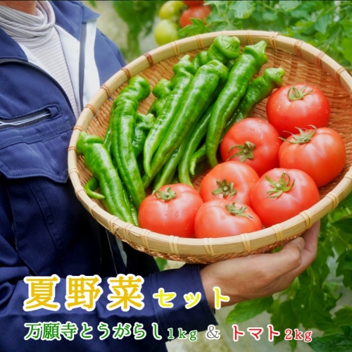 【ふるさと納税】夏野菜セット 万願寺とうがらし1kg トマト2kg 化粧箱入