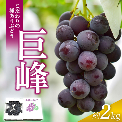こだわりの種あり巨峰　約2kg 2026年先行予約（2026年発送分）ぶどう ［034K01］ 114863 - 愛知県小牧市