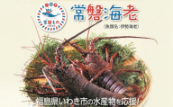 伊勢海老 約1キロ(加熱用)冷凍 | 海老 イセエビ 魚介類 水産 食品 人気 おすすめ 常磐物