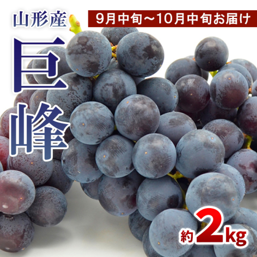 山形のぶどう 巨峰 秀品 約2kg(3～6房)[9月中旬～10月中旬お届け]【令和8年産先行予約】FS24-652 1148875 - 山形県山形市