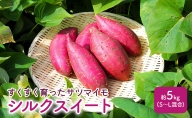すくすく育った さつまいも 「シルクスイート」約5kg(S〜L混合)|サツマイモ いも イモ シルクスイート 北海道 滝川市 野菜 やさい