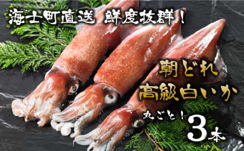 【便利な個包装】高級朝どれ白いか丸ごと3本セット【ぜひお刺身で!】 115035 - 島根県海士町