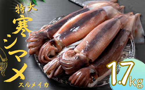 【寒シマメ 特大サイズ 5～6杯】  1.7kg～2kg いか イカ スルメイカ 朝どれ寒シマメ 御歳暮 ギフト 12月24日までのご注文で年内発送 115078 - 島根県海士町