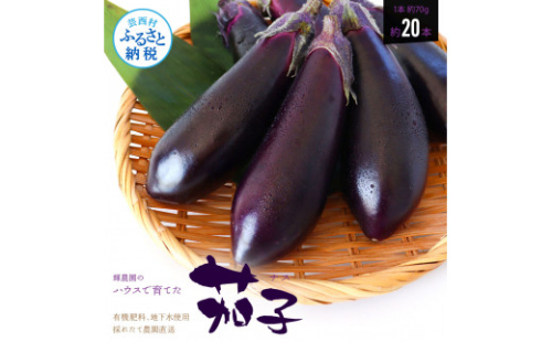 【先行予約】KYN001　茄子（1本約70g）約20本入り - 高知県産 芸西村 ナス なす 野菜 新鮮 お取り寄せ 美味しい 煮浸し 味噌汁 麻婆茄子 料理 ふるさとのうぜい 故郷納税 7000円 返礼品 高知県 高知 1151040 - 高知県芸西村