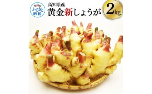 SNS003　高知県産ハウス黄金新しょうが2kg - しょうが ショウガ 生姜 坂田信夫商店 新生姜 新鮮  黄金しょうが 高知 国産 生姜焼き しょうが湯 ふるさとのうぜい 故郷納税 10000円 返礼品 高知県産 1151043 - 高知県芸西村