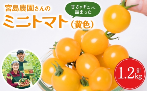 ミニトマト (黄色) 1.2kg 八代市産 宮島農園 1155053 - 熊本県八代市