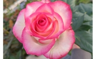 薔薇の花束単色10本セット【ジュミリア（縁どりピンク）】