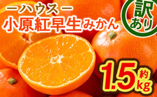 ＜先行予約！2025年6月下旬以降順次発送予定＞ ＜訳あり＞ハウス小原紅早生みかん (約1.5kg)【man181】【Aglio nero】