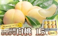 【令和６年発送分】岡山県産　白桃「ロイヤル」1.5kg