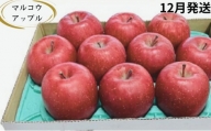 【12月発送】訳あり 家庭用 濃厚サンふじ 約3kg 糖度13度以上【青森りんご・マルコウアップル】