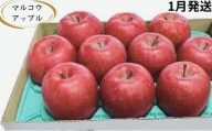 【1月発送】訳あり 家庭用 濃厚サンふじ 約3kg 糖度13度以上【青森りんご・マルコウアップル】