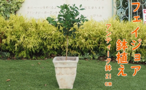 植物 フェイジョアの鉢植え アンティークテラコッタ21cm インテリア ガーデニング 1156118 - 福岡県朝倉市