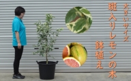 植物 レモン 斑入り レモンの木 ピンクレモネード 鉢植え 黒プラ45cm ガーデニング 配送不可:北海道、沖縄、離島