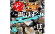 (( 訳あり )) 天然 活はまぐり 約1.5kg _ 蛤 ハマグリ 魚貝 魚介 海鮮 貝 出汁 だし プロ仕様 人気 送料無料 【1465117】