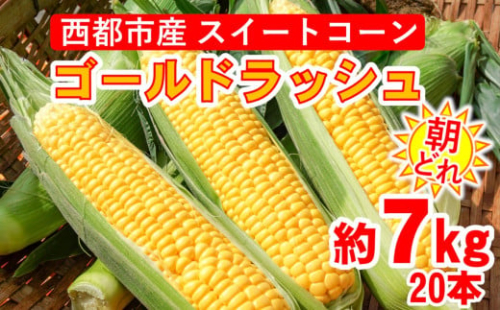 朝どれ スイートコーン ゴールドラッシュ 約7㎏ 20本  西都市産とうもろこし ＜1-9＞【先行予約】★