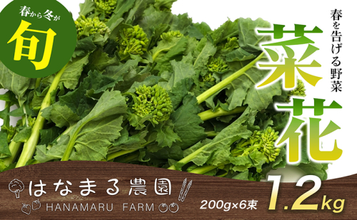 冬から春が旬の「菜花(菜の花)」1.2kg 地域のお礼の品 カタログ 1158560 - 香川県東かがわ市