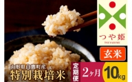 《定期便2ヶ月》【玄米】つや姫 10kg×2回（特別栽培米）令和5年産 山形県産 しらたかのお米
