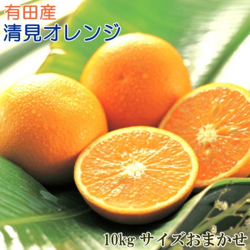 [厳選]有田産清見オレンジ約10kg（サイズおまかせ・秀品） 115864 - 和歌山県北山村