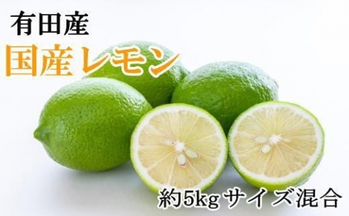 有田産の安心国産レモン約5kg  （サイズ混合） 1159320 - 和歌山県那智勝浦町
