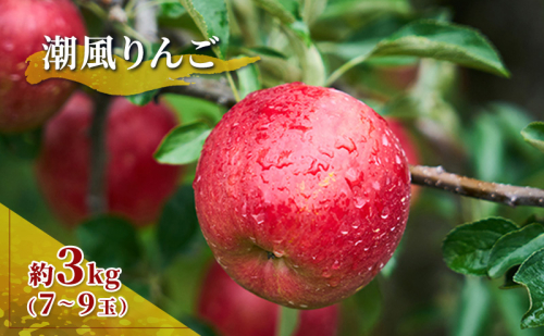 旬のおすすめ 潮風りんご 約3kg×1箱（目安：7～9玉） 116039 - 宮城県亘理町