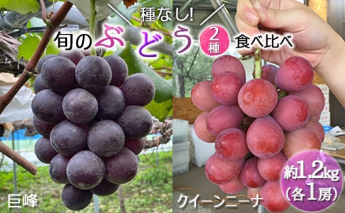 【早期予約】桃山ぶどう園の2種食べ比べ（巨峰・クイーンニーナ）約1.2kg