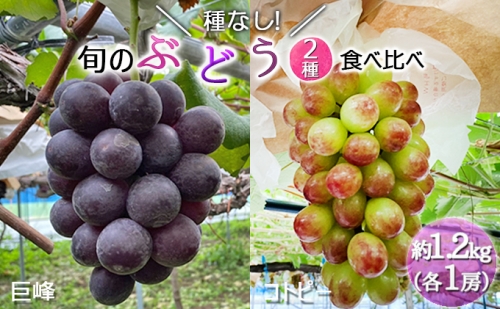 【早期予約】桃山ぶどう園の2種食べ比べ（巨峰・コトピー）約1.2kg