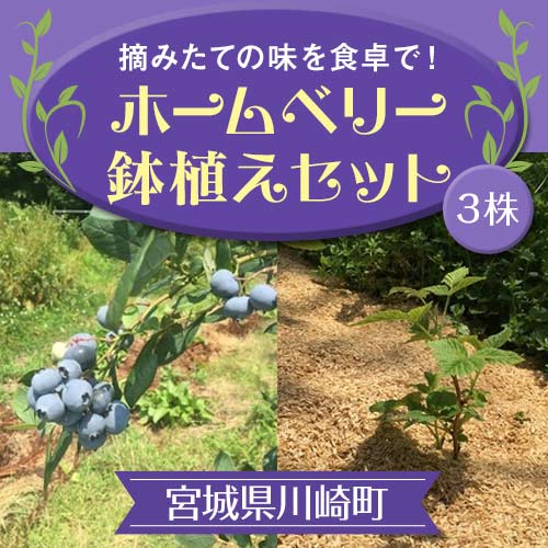 【04324-0002】ホームベリー鉢植えセット（3株）