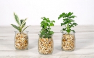 ハイドロカルチャー「ミルクグラスのゼオライト植え観葉植物　３鉢セット」