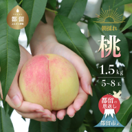 【2024年 先行予約】日本一の産地 山梨県産　朝採れ桃 約1.5kg (５～８玉）