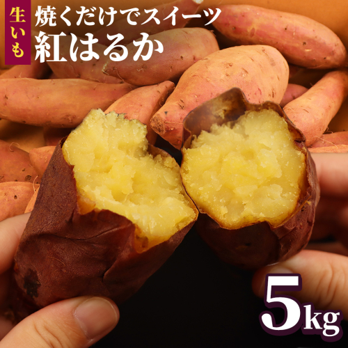 さつまいも 【 紅はるか 】 5kg ( 箱込 ) サツマイモ さつま芋 芋 いも べにはるか 野菜 焼き芋 スイーツ おやつ 国産 1165048 - 茨城県牛久市