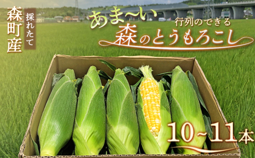 【2026年産】とうもろこし 先行予約 森のとうもろこし 10～11本 しんちゃん農園 大人気 甘い 野菜 夏野菜 旬 夏 高糖度 産地直送 旬の野菜 季節の野菜 おやつ 行列のできる 先行 予約 2026 2026年 静岡 冷蔵 1165499 - 静岡県森町