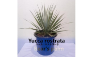 ユッカ・ロストラータ　Yucca rostrata_栃木県大田原市生産品_Bear‘s palm
