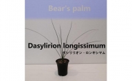 ダシリリオン・ロンギシマム　Dasylirion longissimum_栃木県大田原市生産品_Bear‘s palm