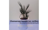 チャメロプス フミリス セリフェラ　Chamaerops humilis var. cerifera_栃木県大田原市生産品_Bear‘s palm