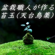 盆栽職人が作る苔玉(天台烏薬) / ギフト 徐福 伝説 自然 天然 新宮