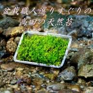 盆栽職人選りすぐりの高田の天然苔 / ギフト 自然 天然 新宮 熊野