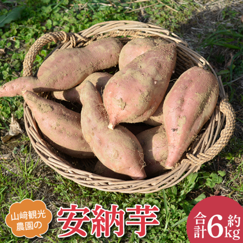 山崎観光農園の安納芋 約6kg ｜栃木県 益子町 ふるさと納税 里山 熟成 さつまいも 安納芋 プレミアム 蜜芋 (AU013) 1171338 - 栃木県益子町