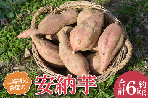 AU013　山崎観光農園の安納芋　約6kg 1171338 - 栃木県益子町