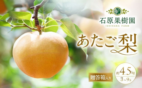 梨 2026年 先行予約 あたご梨 3～9玉 合計約4.5kg 贈答箱【11月下旬～12月中旬頃発送】 ナシ なし 岡山県産 国産 フルーツ 果物 ギフト 石原果樹園  117271 - 岡山県里庄町