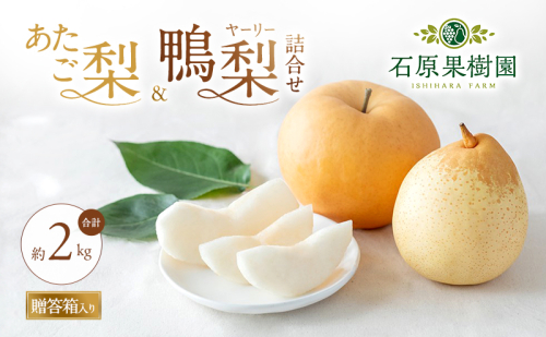 梨 2026年 先行予約 あたご梨・鴨梨（ヤーリー）詰合せ 合計約2kg あたご1～2玉 鴨梨2玉 贈答箱【11月下旬～12月中旬頃発送】 ナシ なし 岡山県産 国産 フルーツ 果物 ギフト 石原果樹園  117281 - 岡山県里庄町