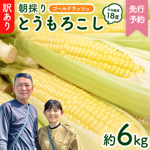 【 先行予約 2025年 6月下旬 以降発送】【 令和7年産 】【 訳あり 】 朝採り とうもろこし （ ゴールドラッシュ ） 約 6kg トウモロコシ スイートコーン コーン 野菜 産地直送 期間限定 岩田さん 昼めし旅 [AX021ya] 1173658 - 茨城県八千代町