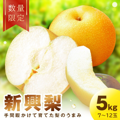 【先行予約／数量限定100】新興梨　5kg（2026年10月中旬～発送）
 1173953 - 京都府京丹後市