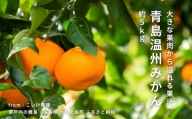 [1〜2月発送] 大崎上島産 大きな果肉から溢れる果汁！青島温州みかん 約5kg