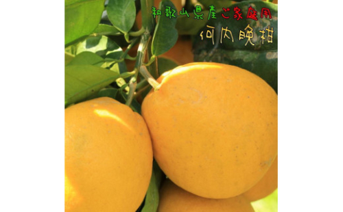 有田育ちの 爽やか 河内晩柑 (ご家庭用) 約7.5kg［2025年4月から発送］［MS62］ 1175133 - 和歌山県那智勝浦町
